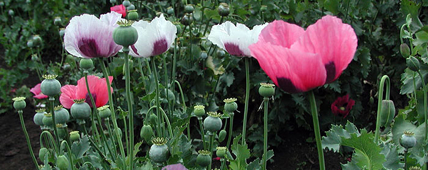 Cultivation of opium poppies (Papaver somniferum), the variety of poppies (Papaver) with the highest concentration of narcotics [DEA]