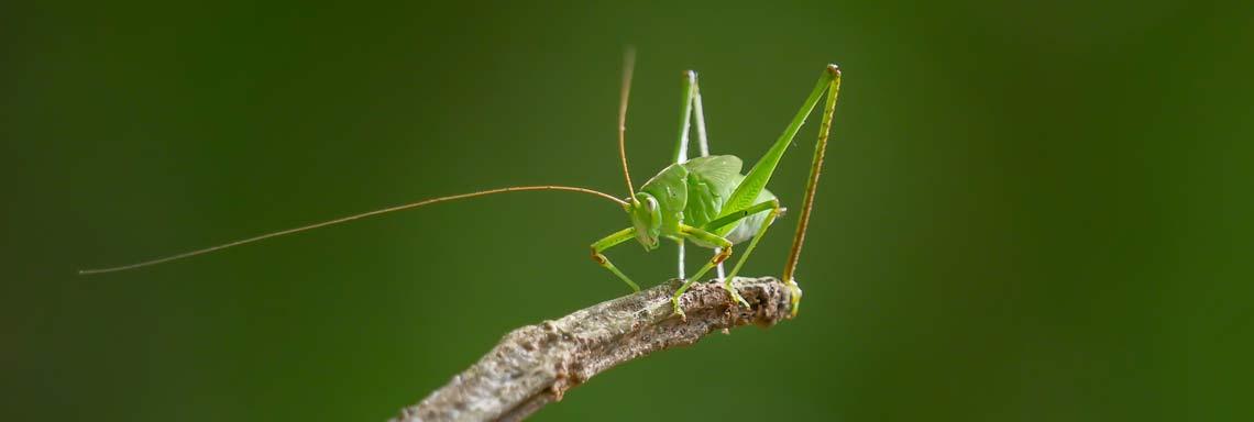 Buildings inspired by worms and grasshoppers: the future of biomimicry in construction