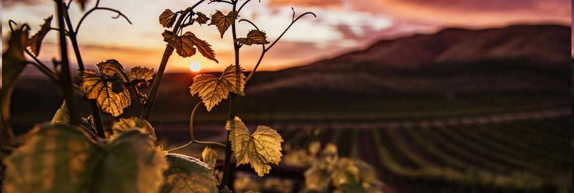 Viticulture and wine in the face of the climate challenge