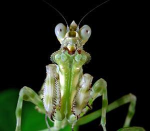 Mi relación diaria con los insectos