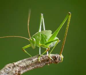 Buildings inspired by worms and grasshoppers: the future of biomimicry in construction