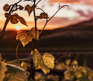 Viticulture and wine in the face of the climate challenge