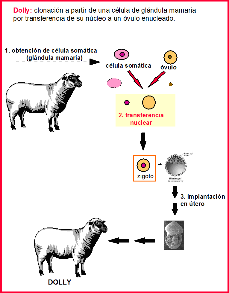 Clonación 5