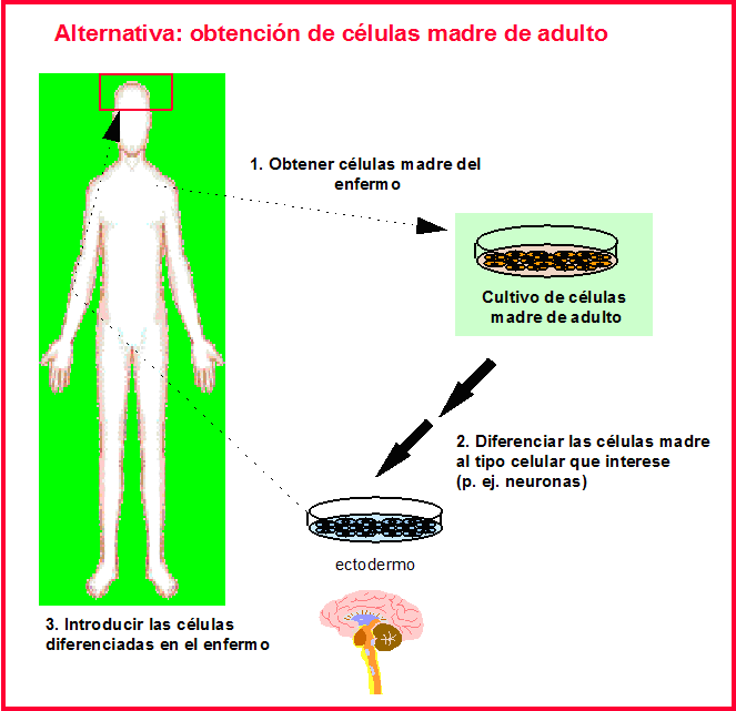 Punto de vista cientifico sobre la clonacion es